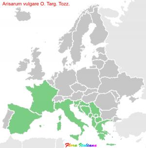 Arisarum vulgare O. Targ. Tozz.